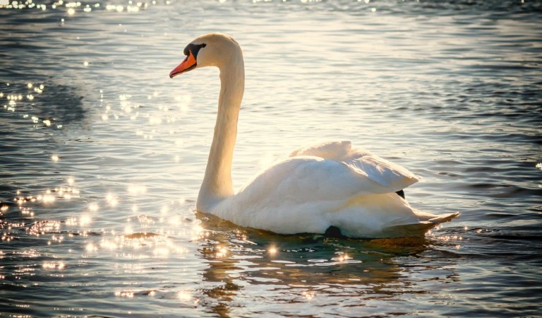 Una bella gita al lago? Attenzione! Ci sono 3 luoghi altamente inquinati Una bella gita al lago? Attenzione! Ci sono 3 luoghi altamente inquinati