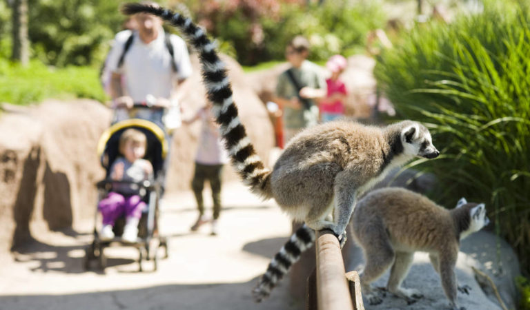 Ferragosto al Bioparco Zoom Torino: un successo per chi ama la natura. È boom di visitatori Ferragosto al Bioparco Zoom Torino: un successo per chi ama la natura. È boom di visitatori
