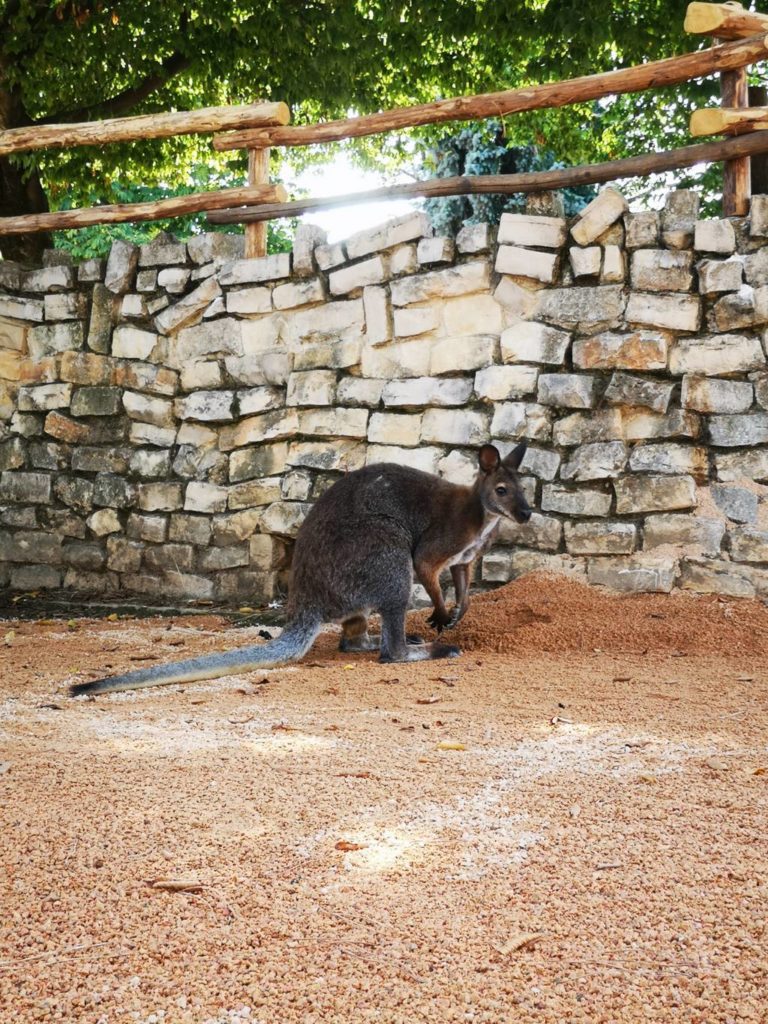 BIOPARCO ZOOM WALLABY