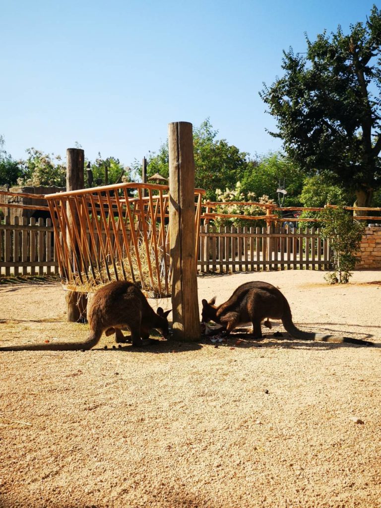 BIOPARCO ZOOM WALLABY