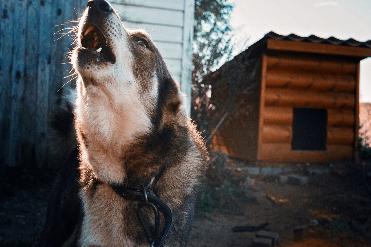 Cane aggressivo scatta sequestro