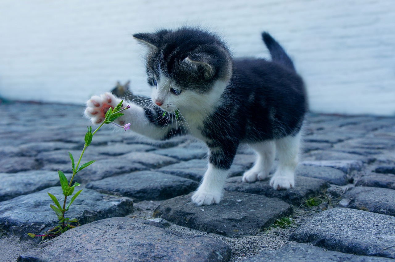 Soldi per restituire gatto. 1.000 euro per riavere il gatto