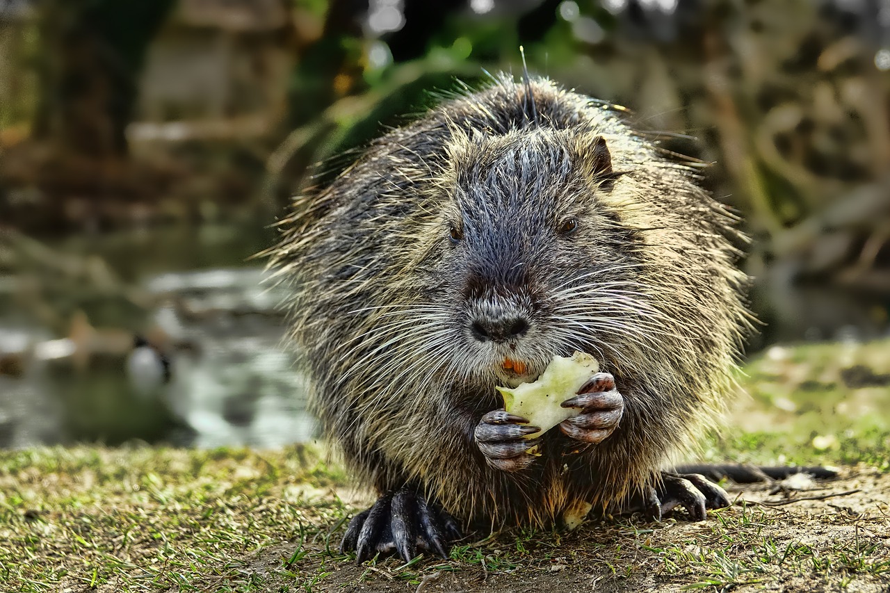 Cena a base di carne di nutria