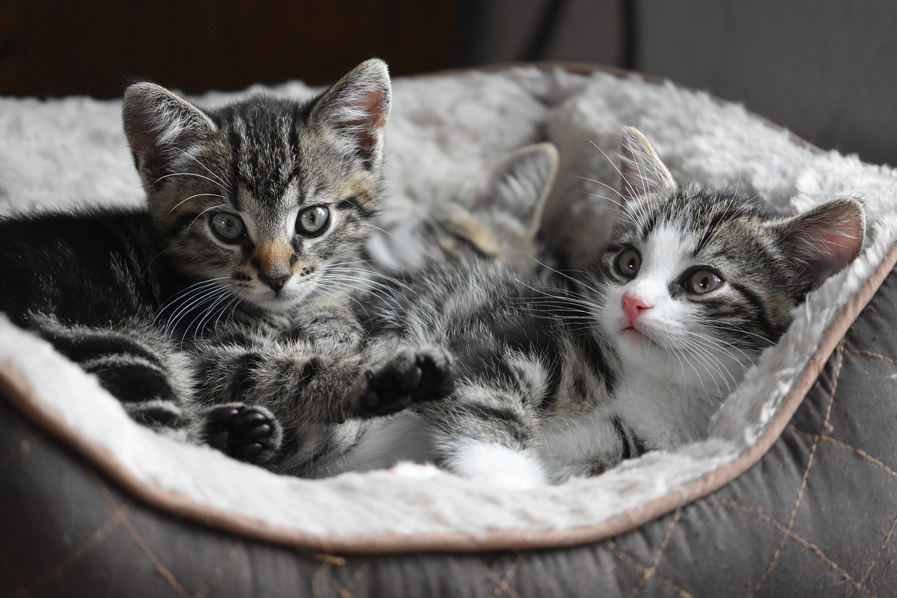 Gatti scomparsi a Torino