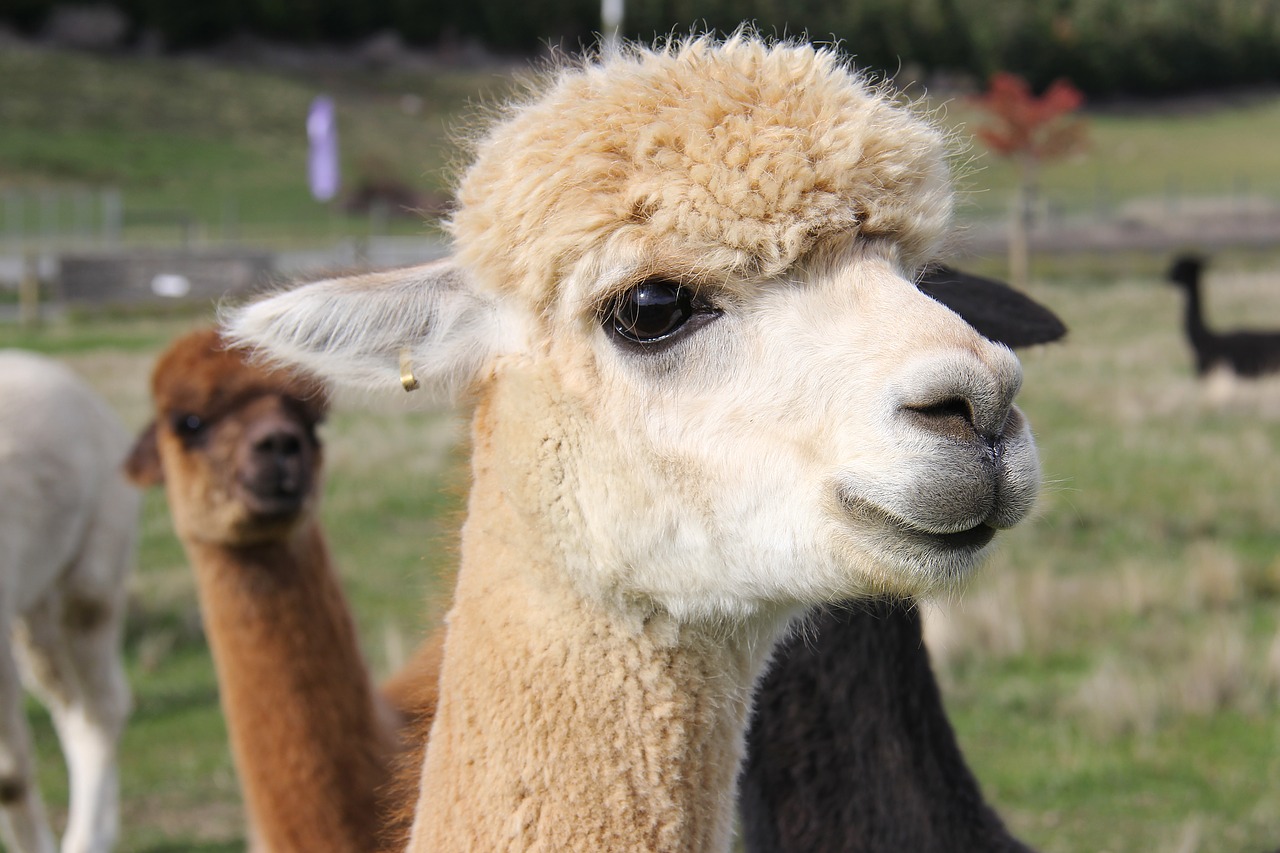 Joy l'alpaca che ha salvato due turiste da un pitbull