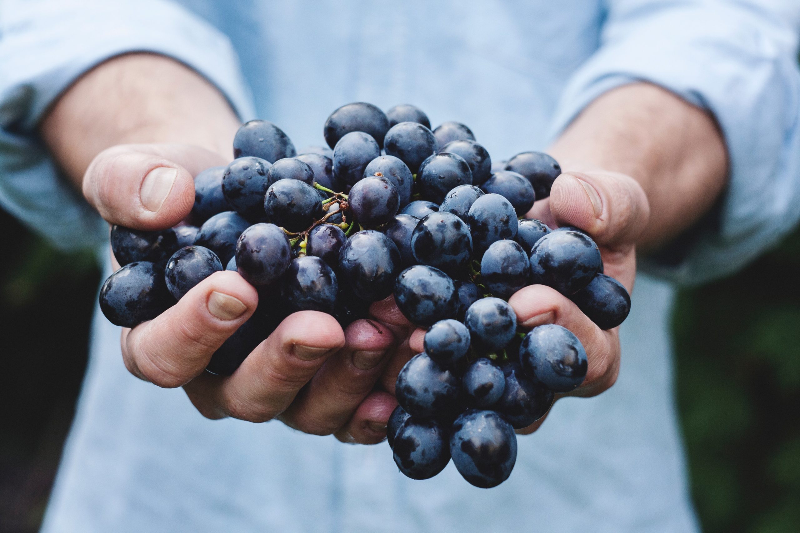 Vendemmia 2019