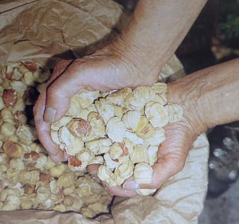 Liguette – tipicità di Pradleves Valle Grana Liguette – tipicità di Pradleves Valle Grana
