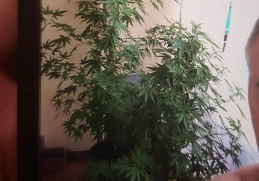 Selfie con piante di Marijuana