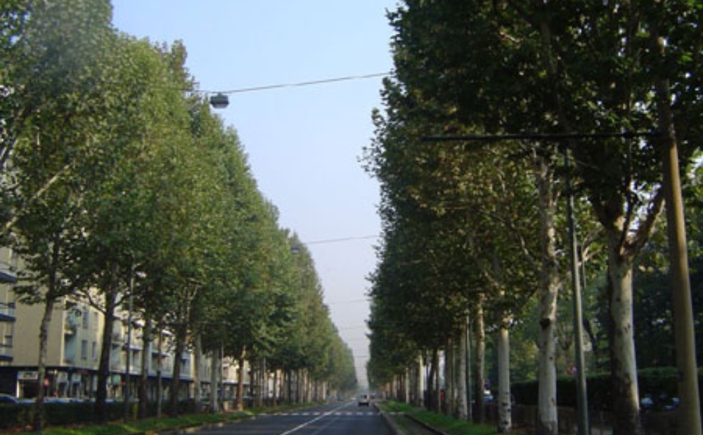 Torino città degli alberi