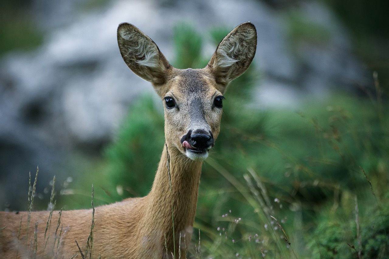 Capriolo salvato dagli operatori del CANC