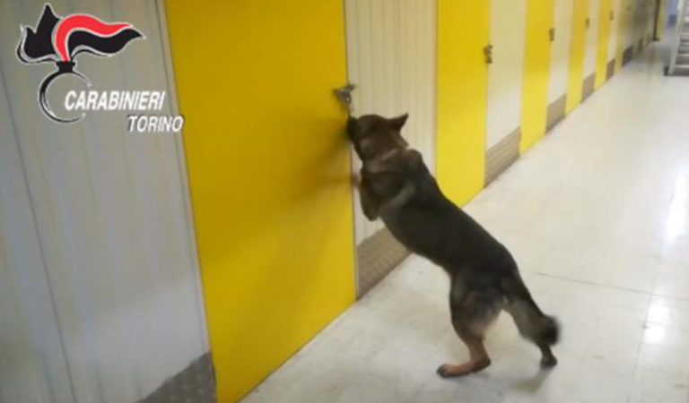 Coppia nasconde la droga in lavatrice, ma nulla sfugge al fiuto di Jackie Coppia nasconde la droga in lavatrice, ma nulla sfugge al fiuto di Jackie