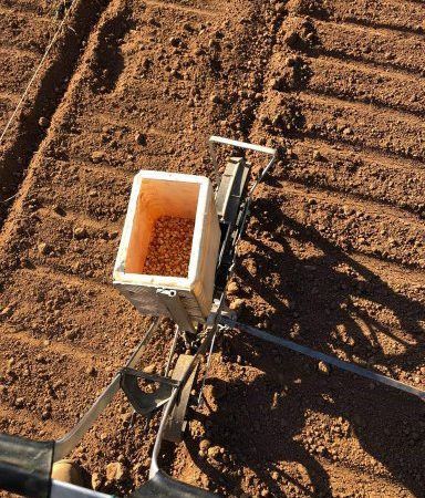 Semina della “Bastarda-La Polenta di Caraglio Semina della “Bastarda-La Polenta di Caraglio