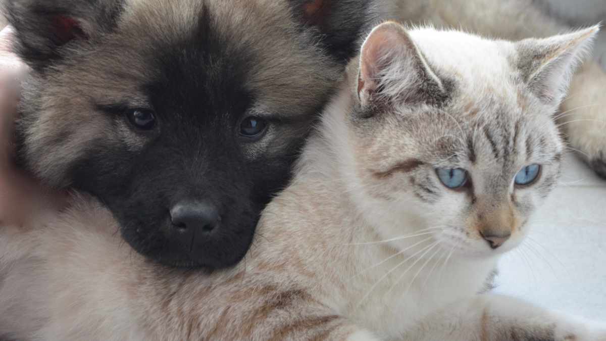 Cani, gatti e coronavirus