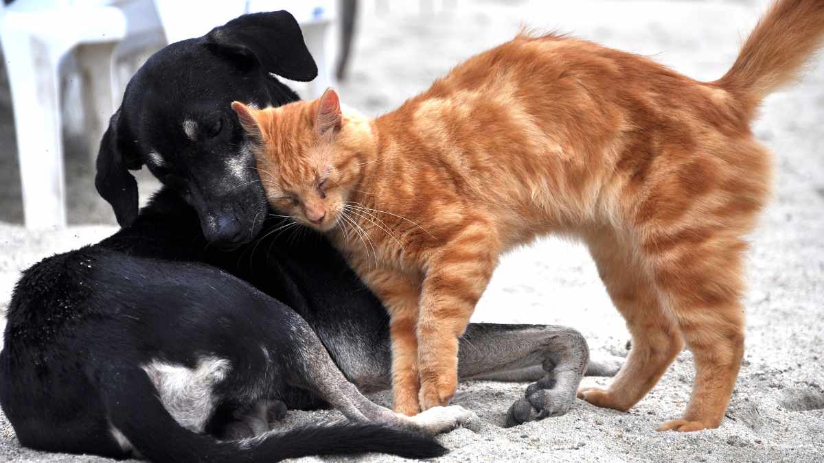 In Cina non si potranno più mangiare cani e gatti