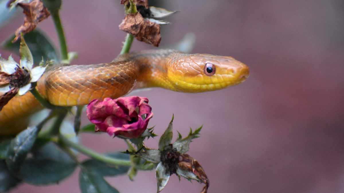 Gli animali si riprendono la città