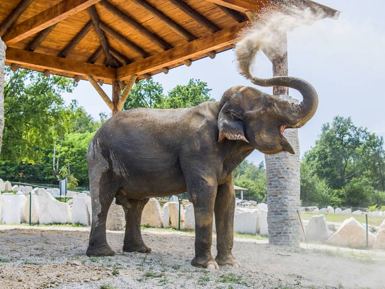 Maya Safari Park di Pombia Scaldasole