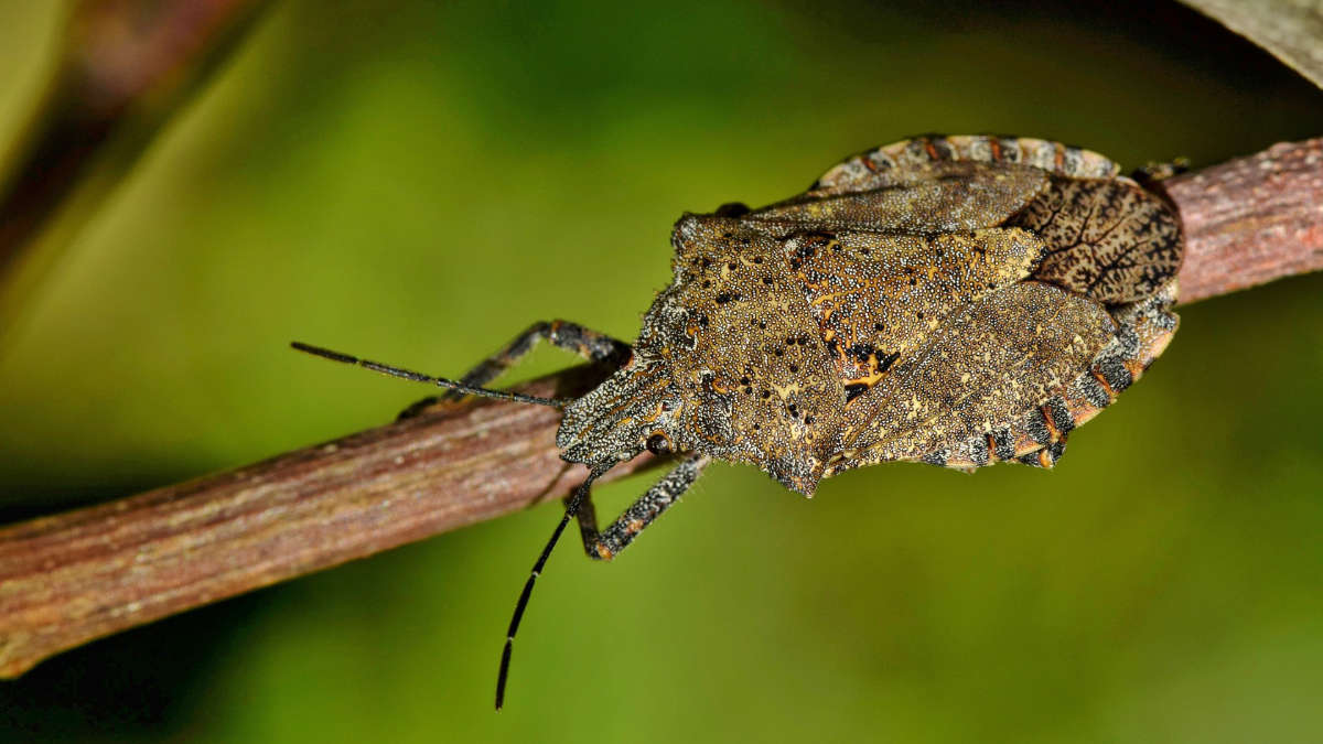 Invasione di cimice asiatica