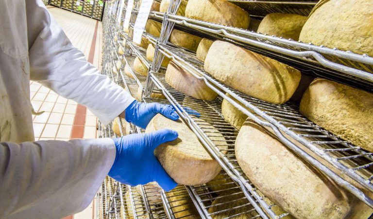 Allarme Escherichia Coli nel formaggio: pecorino richiamato dal mercato Allarme Escherichia Coli nel formaggio: pecorino richiamato dal mercato