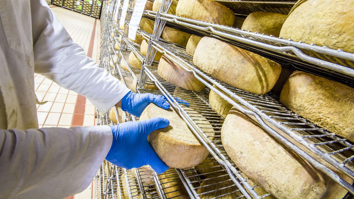 Formaggio contaminato da Escherichia Coli