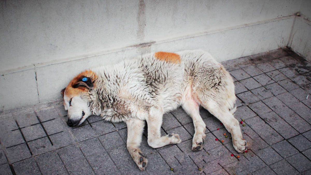 Dieci cani abbandonati sul balcone