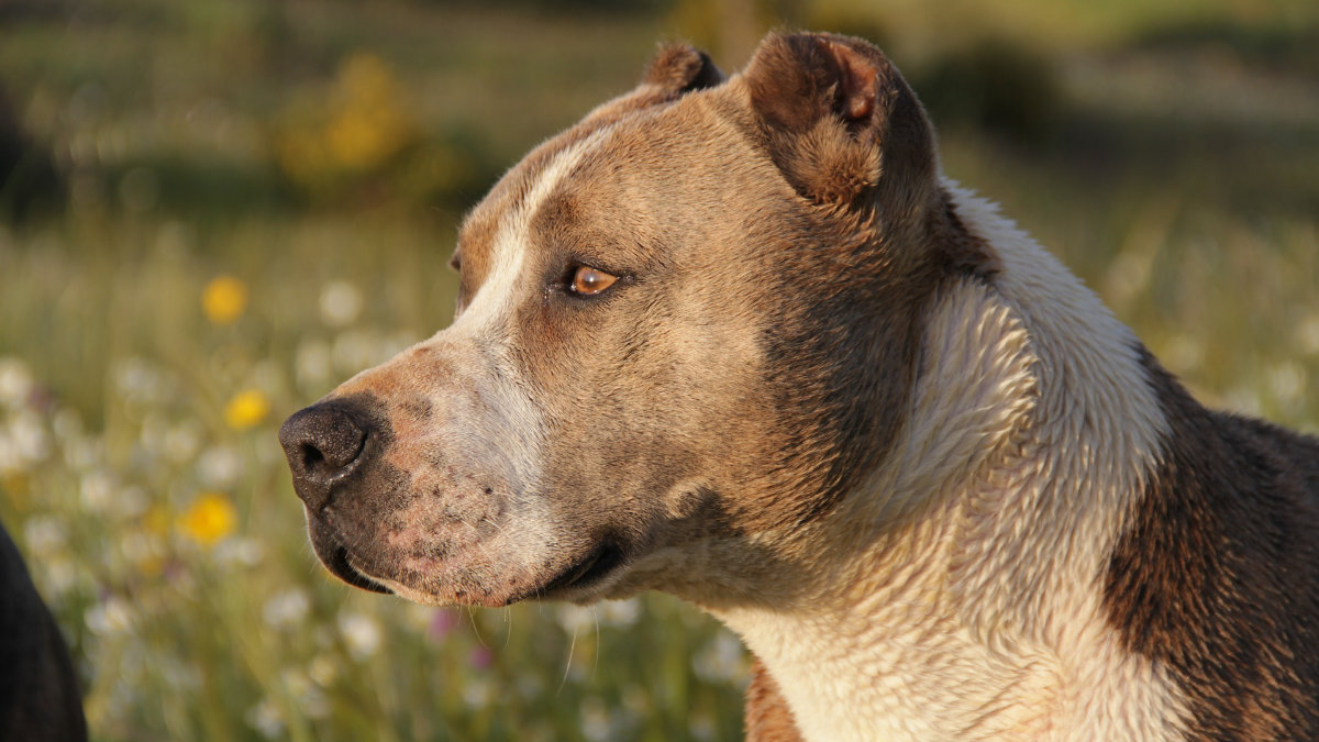 Pitbull azzanna una donna a Torino