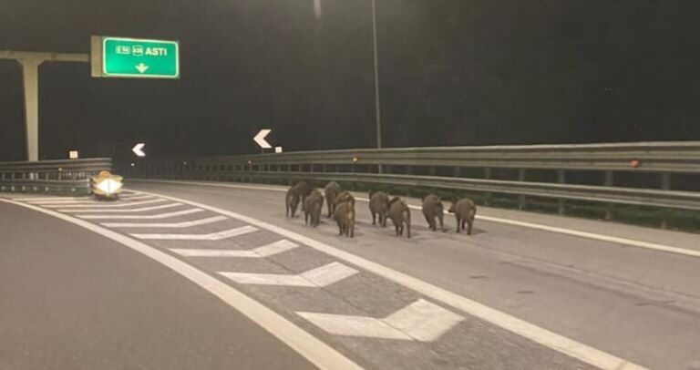 E così i cinghiali presero l’autostrada in Piemonte, la foto diventa virale E così i cinghiali presero l’autostrada in Piemonte, la foto diventa virale