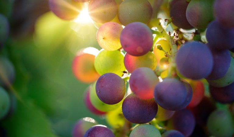 È Barolo la città italiana del vino 2021 È Barolo la città italiana del vino 2021