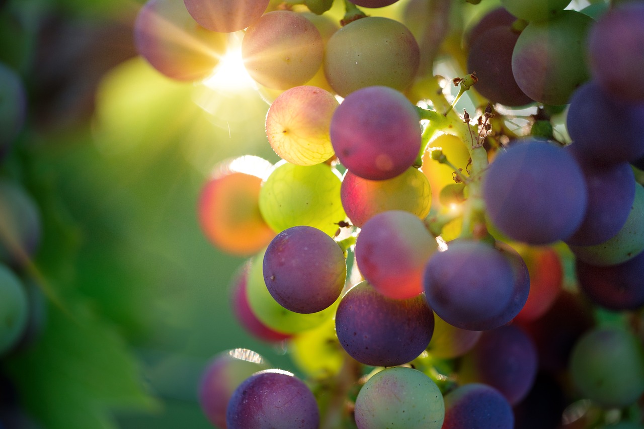 Barolo premiata Città del Vino