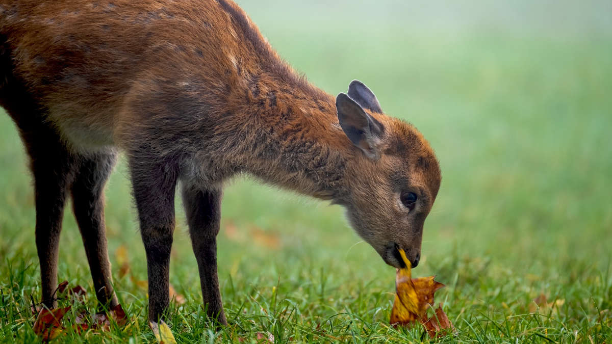 Bracconieri uccidono capriolo alla periferia di Torino