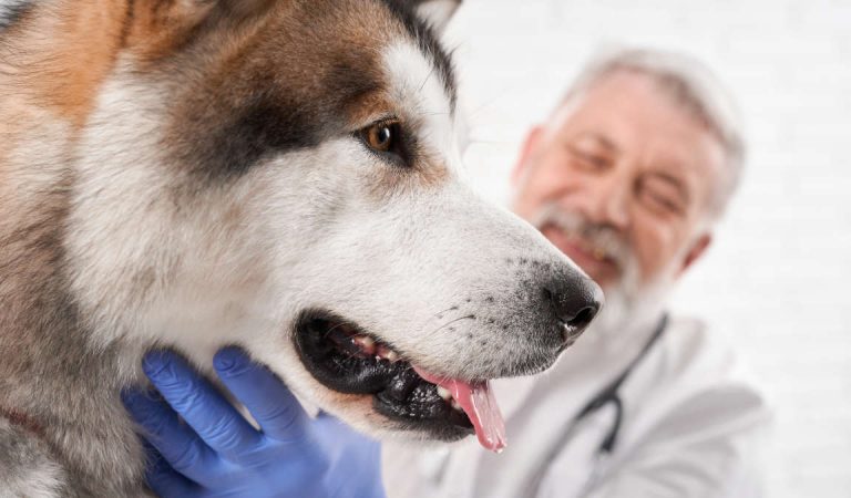 Arrivano i cani “sniffa” Covid. Si potranno usare anche in Pronto Soccorso Arrivano i cani “sniffa” Covid. Si potranno usare anche in Pronto Soccorso