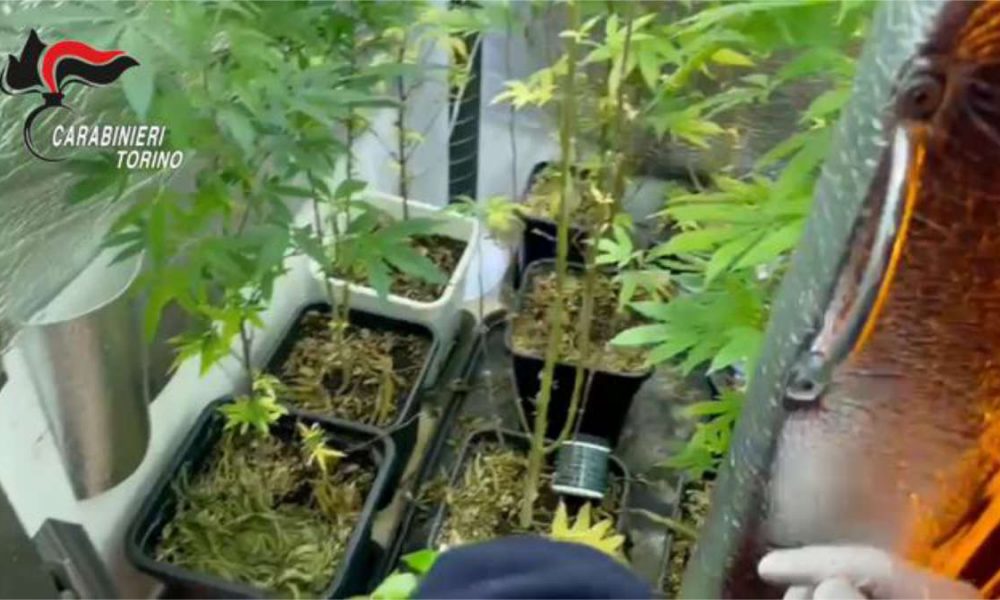 Serra per la coltivazione della cannabis