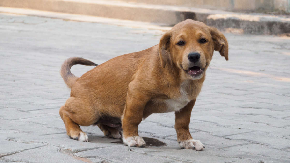 Cani a Torino: pulire anche la pipì