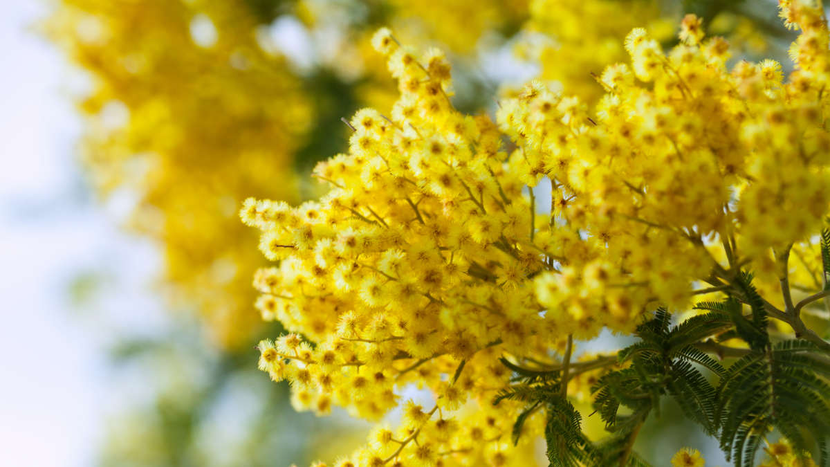 Primavera in anticipo