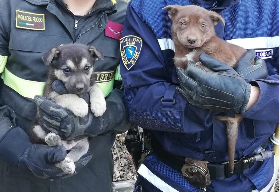 Cuccioli intrappolati a Torino