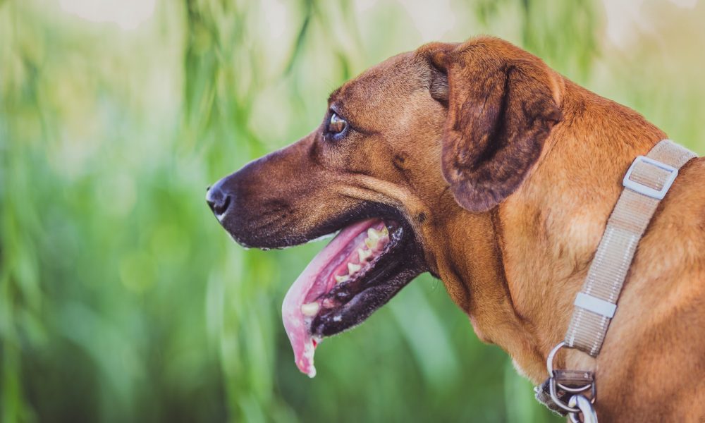 droga nel collare del cane torino