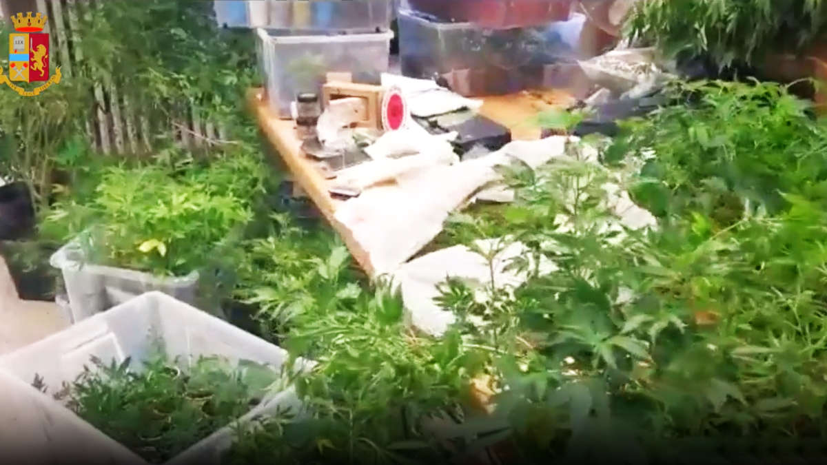 Mega serra di marijuana a Bosconero