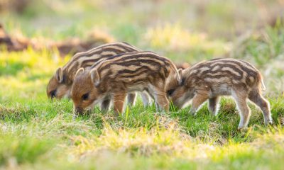 Cuccioli di cinghiale