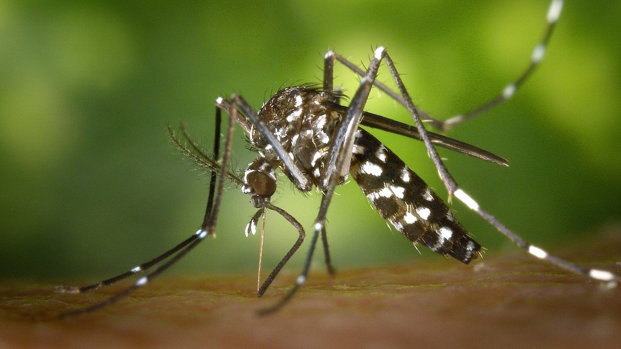 zanzara coreana piemonte