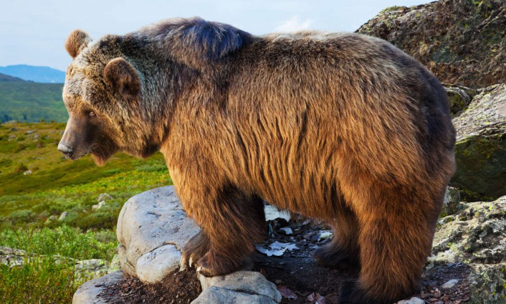 Orso in Piemonte