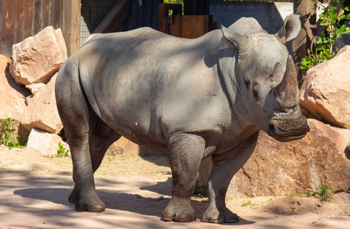 Rami al Bioparco Zoom Torino