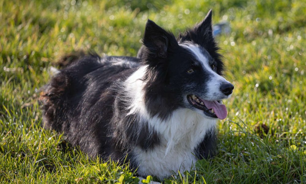 Border collie