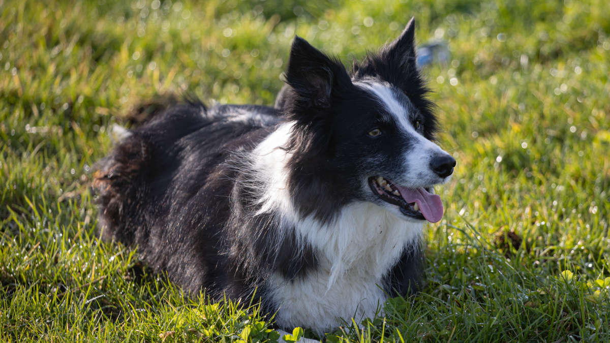 Border collie