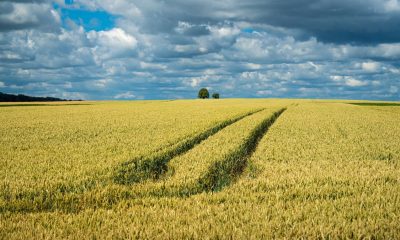 Campo di grano