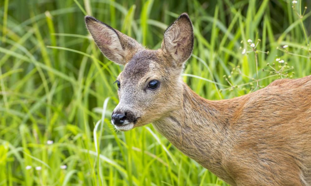 Capriolo