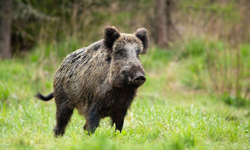 Peste suina africana in Piemonte